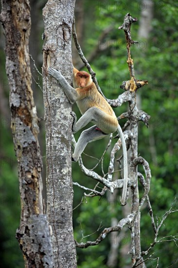 Proboscis Monkey (Nasalis larvatus)