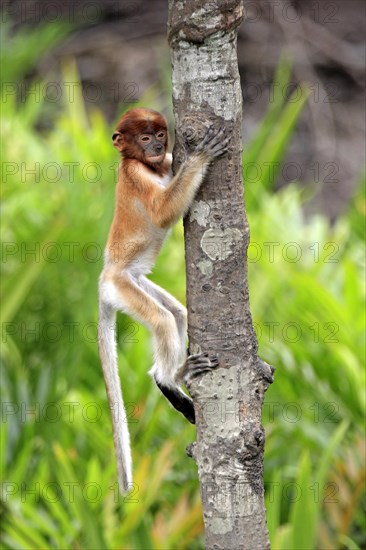 Proboscis Monkey (Nasalis larvatus)