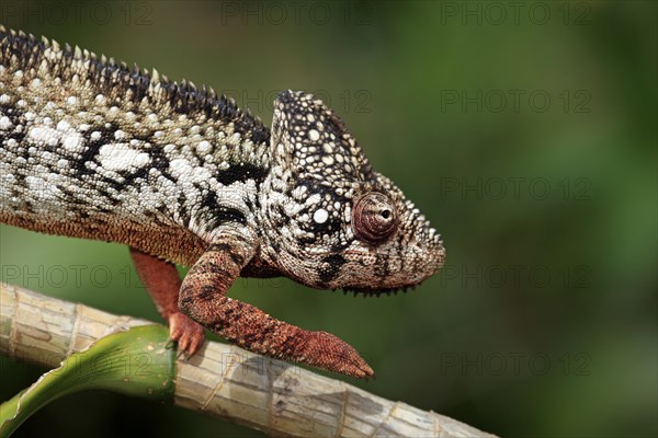 Oustalet's or Malagasy Giant Chameleon (Furcifer oustaleti)