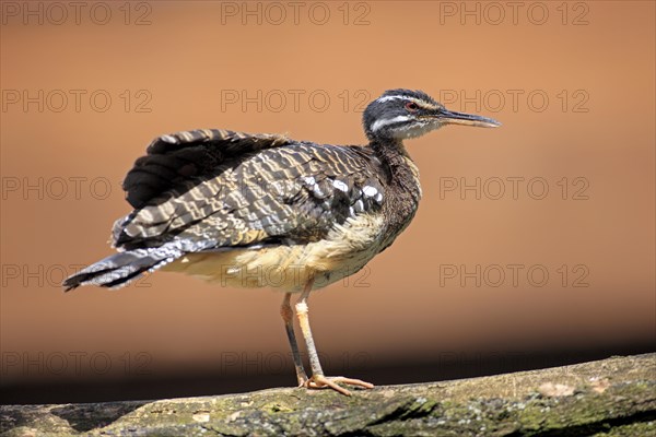 Sunbittern (Eurypyga helias) occurrence in South America