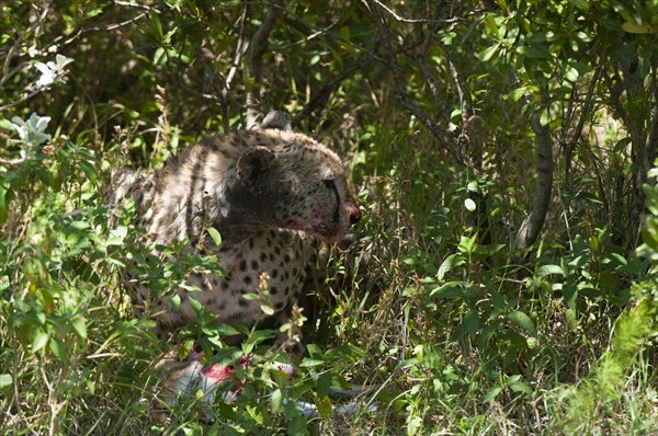 Cheetah (Acinonyx jubatus)