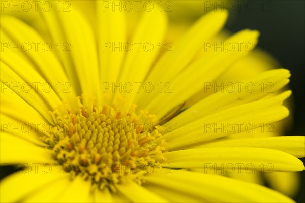 Leopard's Bane (Doronicum orientale)