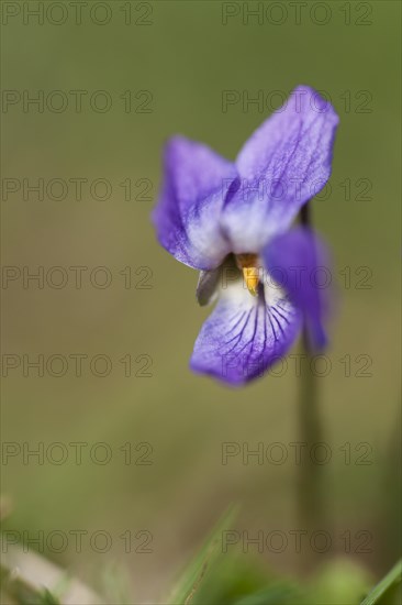 Sweet Violet or English Violet (Viola odorata)