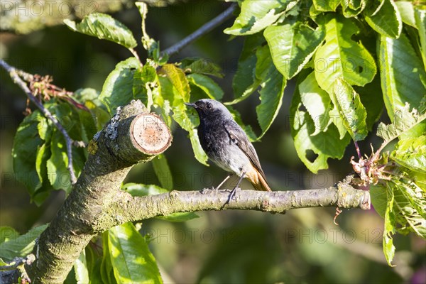 Black Redstart (Phoenicurus ochruros)