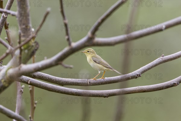 Willow Warbler (Phylloscopus trochilus)