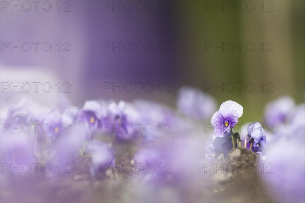 Garden Pansy (Viola wittrockiana)