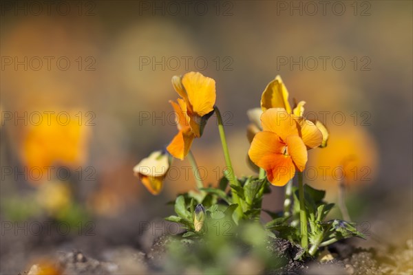 Garden Pansy (Viola wittrockiana)