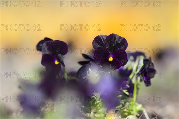 Garden Pansy (Viola wittrockiana)