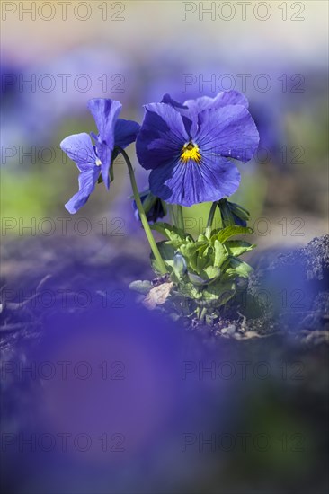 Garden Pansy (Viola wittrockiana)