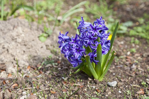 Garden Hyacinth or Dutch Hyacinth (Hyacinthus orientalis)