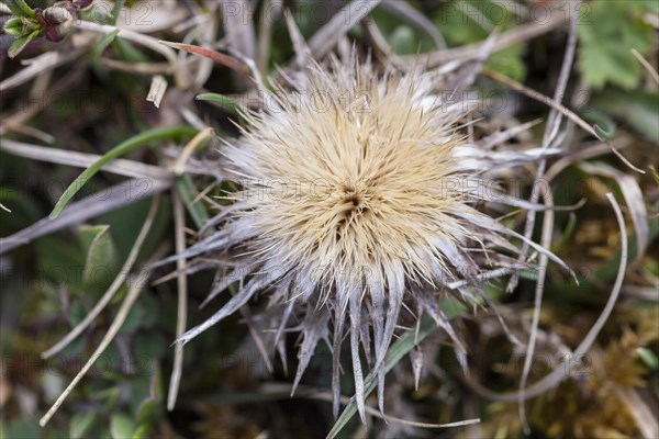 Carline Thistle (Carlina vulgaris)