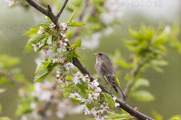 Greenfinch (Carduelis chloris)