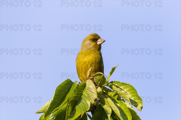 Greenfinch (Carduelis chloris)