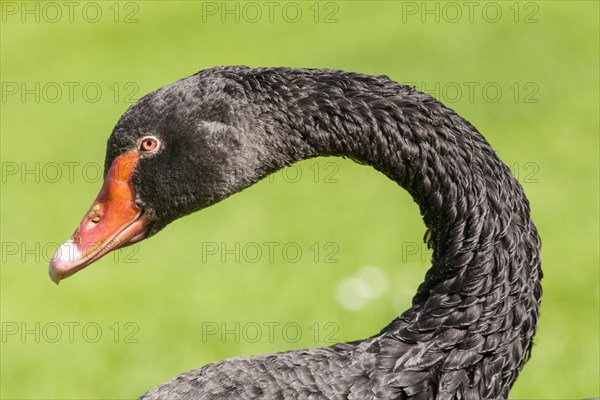 Black Swan (Cygnus atratus)