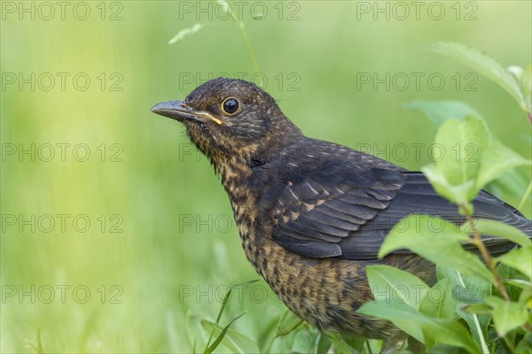 Blackbird (Turdus merula)