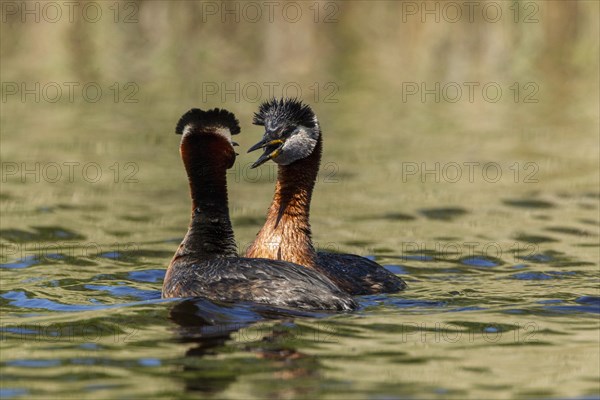Red-necked Grebes (Podiceps grisegena)