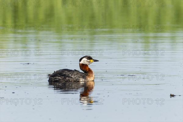 Red-necked Grebe (Podiceps grisegena)