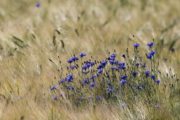 Cornflowers or Bachelor's Buttons (Centaurea cyanus)