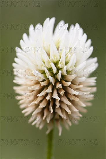 White Clover or Dutch Clover (Trifolium repens)
