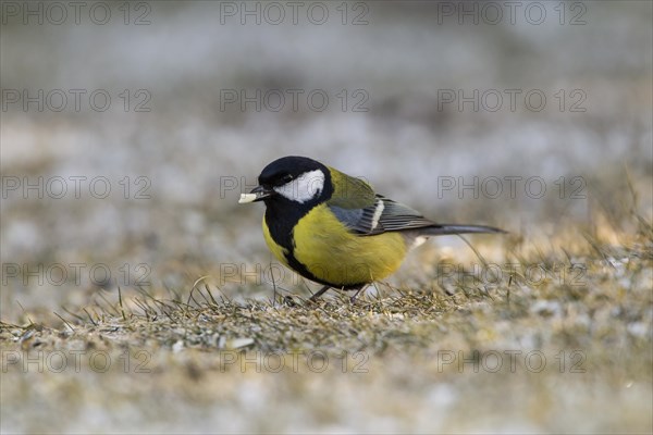 Great Tit (Parus major)