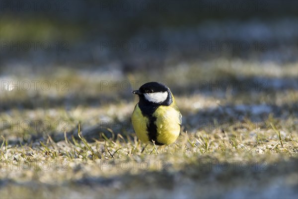 Great Tit (Parus major)