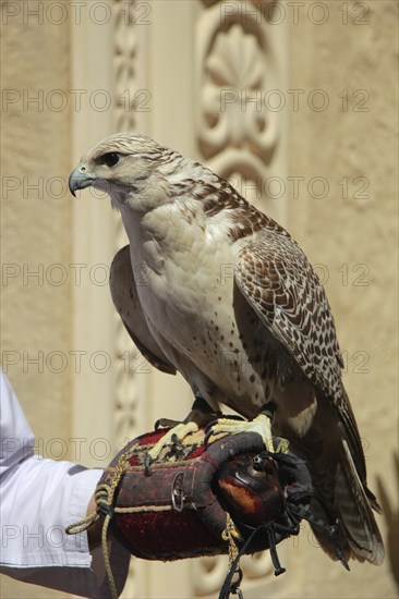 Gyrfalcon (Falco rusticolus) on the hand of a falconer