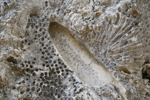 Fossil coral embedded in limestone in an old quarry
