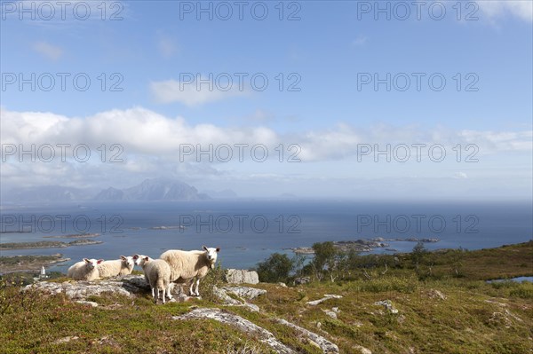 Four sheep on Vagekallen Mountain