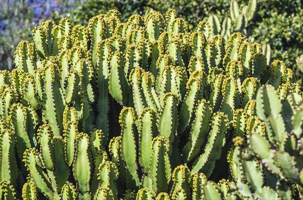 Collection of Spurge (Euphorbiaceae)