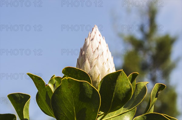 King Protea (Protea cynaroides)