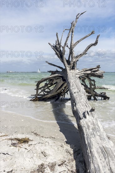 Stranded tree on the beach