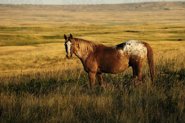 Horse standing in the morning sun in the grass on the prairie