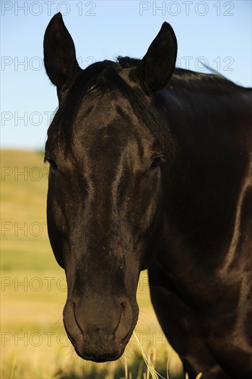 Horse standing in the morning sun on the prairie