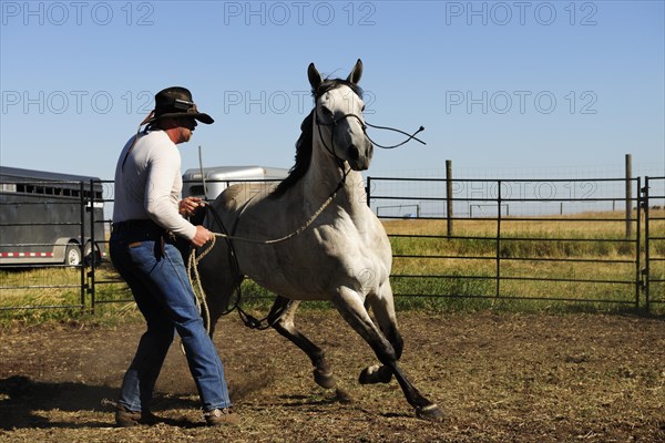 Bucking horse being heldby the reins by a cowboy in a paddock on the prairie
