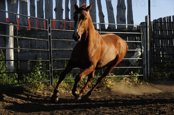 Horse galloping around a paddock
