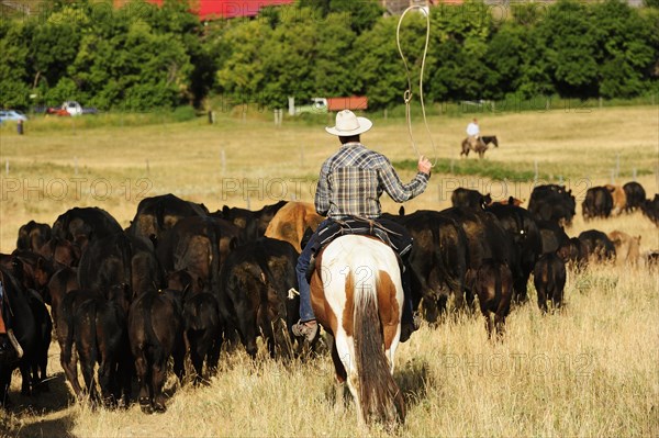 Cowboy riding a horse across the prairie and driving a herd of cattle