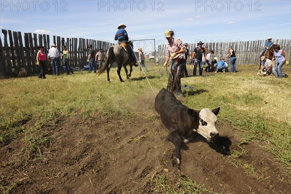Cowboys and cowgirls bringing a cattle tied with a lasso to the ground to brand it