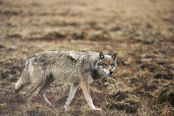 Wolf (Canis lupus) prowling in the rain through the Arctic tundra