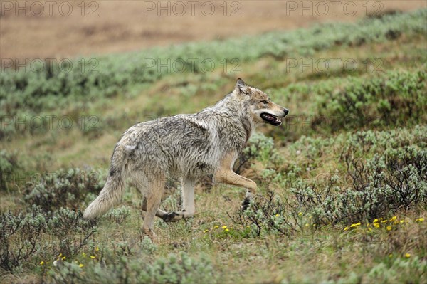 Wolf (Canis lupus) prowling through the Arctic tundra