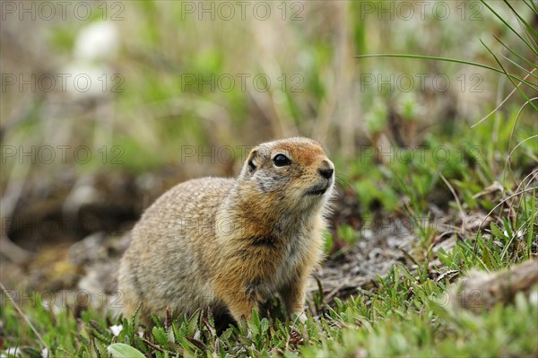 Arctic Ground Squirrel (Spermophilus parryii) foraging for food in the Arctic tundra