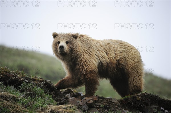 Grizzly Bear (Ursus arctos horribilis) in the Arctic tundra