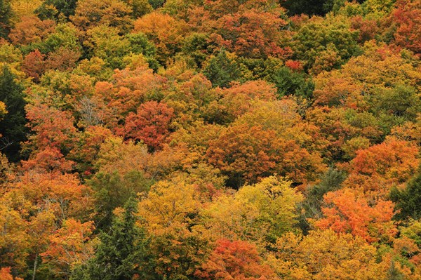 Deciduous forest in autumn colours