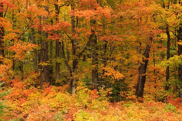 Deciduous forest in autumn colours