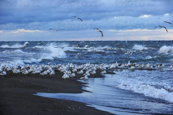 Flock of Ring-billed Gulls (Larus delawarensis) sitting at the southernmost point of Canada on Lake Erie