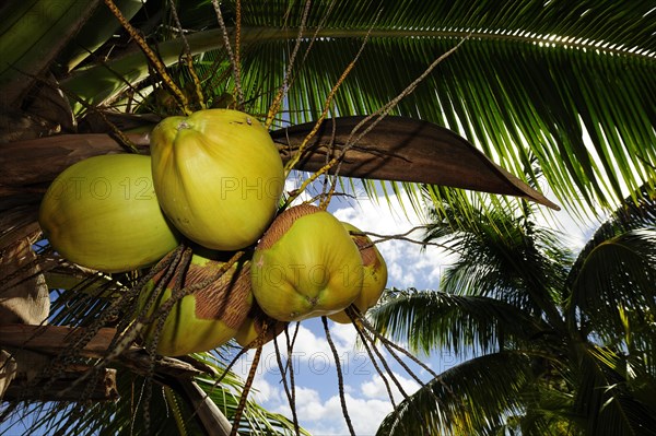 Coconuts hanging from a Coconut Palm (Cocos nucifera)