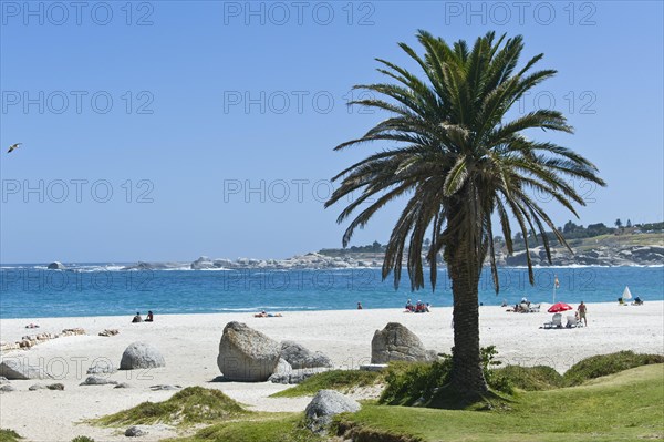 Boulders and a palm tree on Camps Bay Beach
