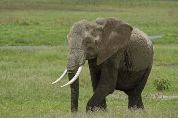 African Bush Elephant (Loxodonta africana) in a swamp