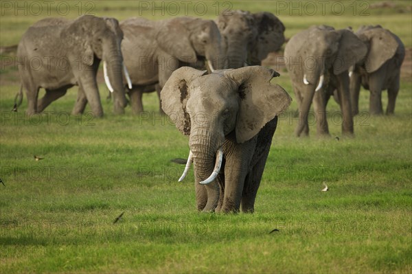 Herd of African Bush Elephants (Loxodonta africana) during the wet season