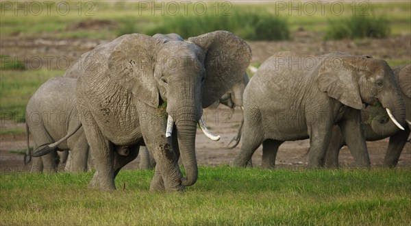 Herd of African Bush Elephants