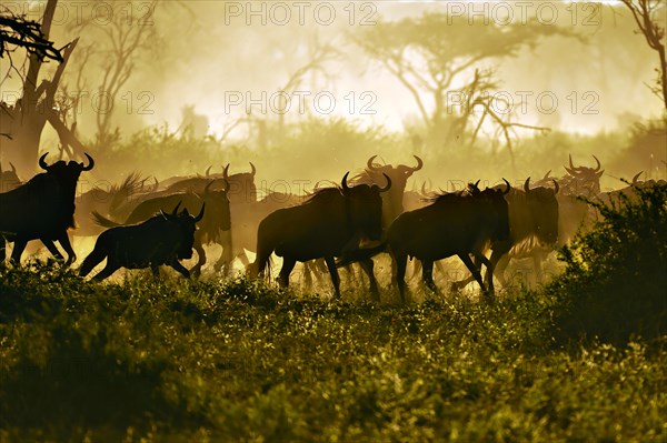 Migrating herd of Blue Wildebeest (Connochaetes taurinus) in the evening haze